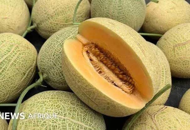 melon inodore